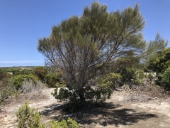Allocasuarina verticillata