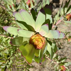 Leucadendron orientale