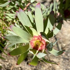 Leucadendron orientale