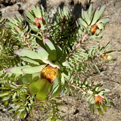 Leucadendron orientale