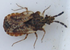Aradus depressus