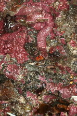 Discorsopagurus schmitti