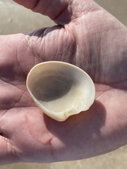 Eucallista purpurata