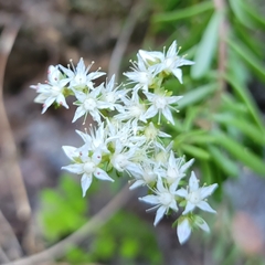Sedum tortuosum