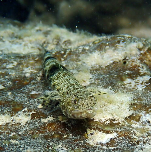 Clouded lizardfish (Saurida nebulosa) — Synodontidae — 4