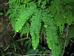 Adiantum pedatum