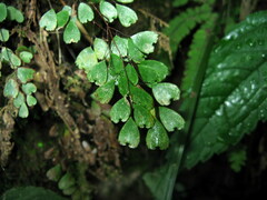 Adiantum erythrochlamys