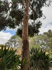Corymbia maculata