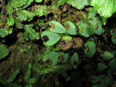 Adiantum erythrochlamys