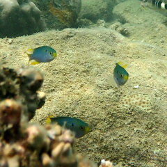 Neopomacentrus nemurus