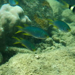 Neopomacentrus nemurus