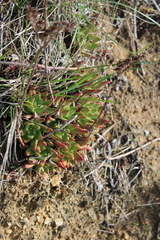 Dudleya farinosa