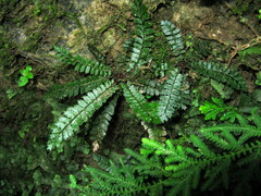 Polystichum lanceolatum