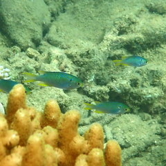 Neopomacentrus nemurus