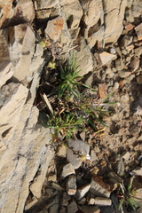 Spergula