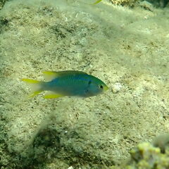 Neopomacentrus nemurus