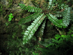 Polystichum lanceolatum
