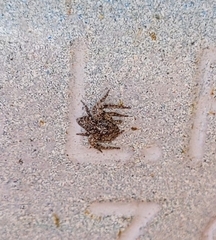 Hamataliwa