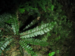 Polystichum lanceolatum