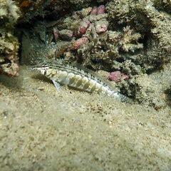 Parapercis australis