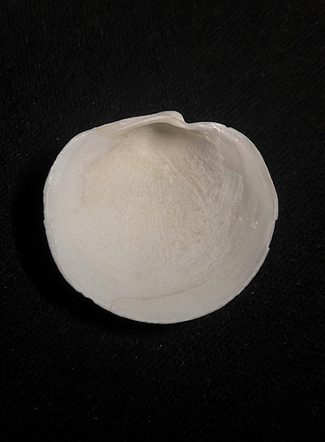 Pegophysema bialata