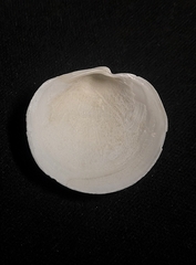 Pegophysema bialata