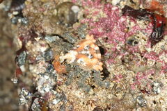 Phyllolithodes papillosus