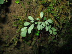 Adiantum erythrochlamys