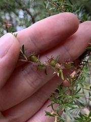 Kunzea ambigua