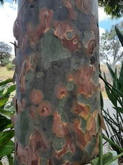 Corymbia maculata