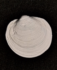 Pegophysema bialata