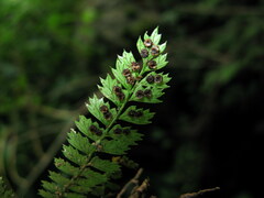 Polystichum lanceolatum