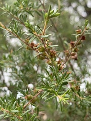 Kunzea ambigua