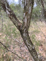 Kunzea ambigua