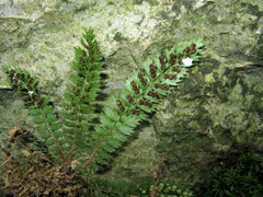 Polystichum lanceolatum