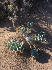 Cirsium rhothophilum