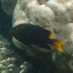 Neoglyphidodon nigroris