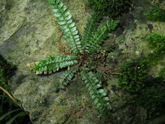 Polystichum lanceolatum