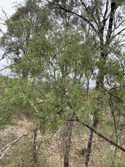 Kunzea ambigua