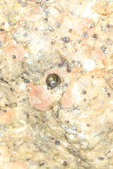 Margarites helicinus