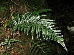 Polystichum herbaceum