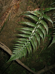Polystichum herbaceum