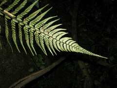 Polystichum herbaceum