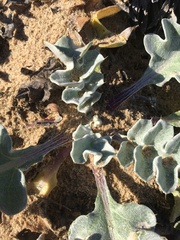 Cirsium rhothophilum