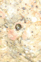 Margarites helicinus