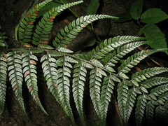 Polystichum herbaceum