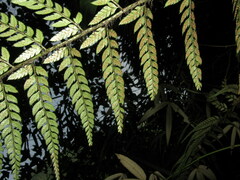 Polystichum herbaceum