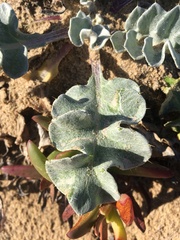 Cirsium rhothophilum
