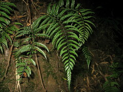 Polystichum herbaceum