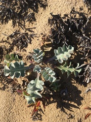 Cirsium rhothophilum